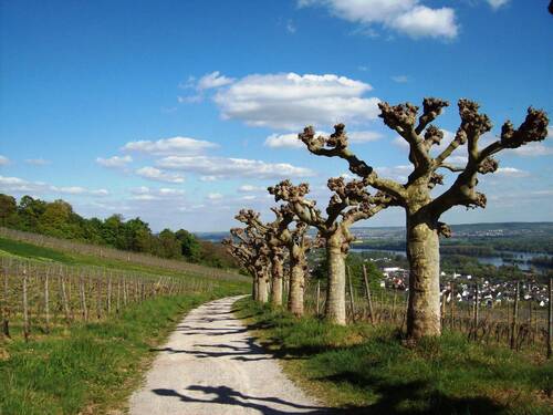 rudesheim am rhein, plane trees, vineyards, spring, trees, blue, nature, heaven, landscape, sun, quiet, field, hill, romantic, clouds, idyll