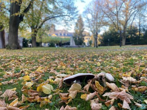 Herbst Schlosspark