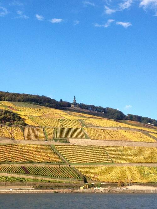 rhine, riverbank, bingen, rüdesheim, forest, wine, the niederwalddenkmal