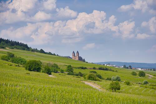 rüdesheim, hill, vineyard, town, münster, vines, plantation, plants, field, landscape, mountain, nature, germany, rüdesheim, rüdesheim, rüdesheim, rüdesheim, rüdesheim